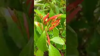 hummingbird bushes plant 🧡🧡🧡