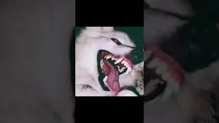 Wotans White Wolves - Feast of the Wolves
