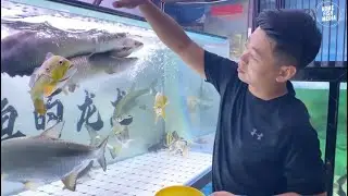 Incredible of Aquarium Setup: Betta Fish, Goldfish, Tropical and Koi Fish Care Tips #101