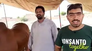 Bakra Eid Bakar mandi update Vlog Big bull lal badsha