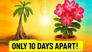 DO THIS ONE THING TO MAKE YOUR ADENIUM THRIVE IN HEAT 🌞 Adenium Summer Care | PlantPulse Hub
