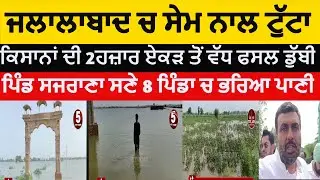 fazilka drain breeak and flooded| fazilka sajrana village farmers' crops submerged| jalalabad flood