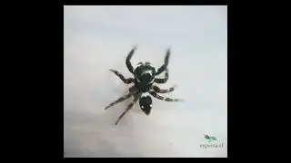 Hasarius adansoni, nhện nhảy, jupping spider