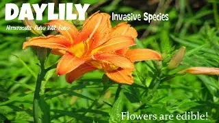 ⟹ день лилии, Hemerocallis fulva, инвазивные виды, но красивые и съедобные цветы