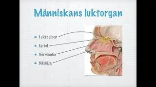 Lukt och smak