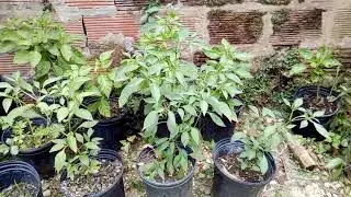 Natural livity garden time