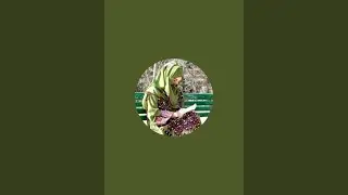 Saraiki Vlogger is live