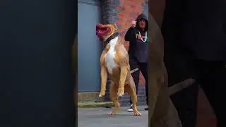 TOP 4 American Bully Size Dog Breed 😱💥 #shorts