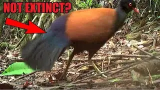 Extinct Bird Found Alive!