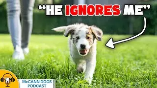 More of Your Dog Training Questions Answered