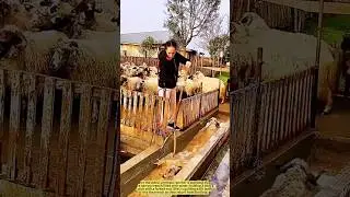 Sheep Spa Time! Farm Girl&rsquo;s Clever Cleaning Routine.