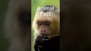 Such fascinating species! #monkey #facts #animals #shorts  🙊