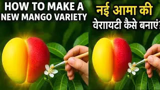 New Mango Variety बनाने का आसान तरीका | Cross Pollination से Hybrid आम