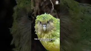 Kakapo 🦜 The Largest Parrot in the World!