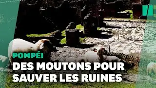 &Agrave; Pomp&eacute;i, les c&eacute;l&egrave;bres ruines sont sauv&eacute;es par des moutons