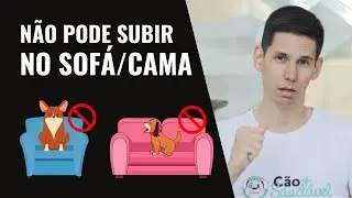 COMO ENSINAR O CACHORRO NÃO SUBIR NO SOFÁ OU CAMA