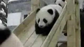 PANDA BABIES