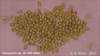 Microalgae-Tetraselmis sp. fast and clustering-Dr. G. Hotos Lab-Greece