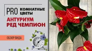 Антуриум Ред Чемпион - классический антуриум с большими цветами | Обзор сорта