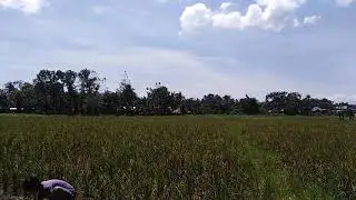Limook, Lamitan City