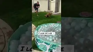 When the zoomies just hit 😆 #mylife #doglife #dog #zoomies #funnydogs #doglover #dogshorts #fun