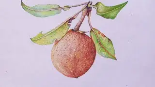 Drawing a chiku with colour pencils | how to draw sapodilla | Fruit drawing |sapote drawing