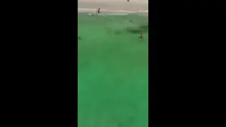 Australian Beach Closed After 8-Foot Shark Spotted