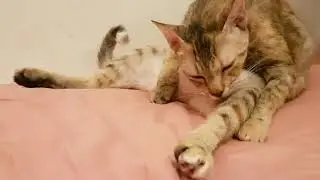 ASMR Cat Grooming -Moshita Grooming Herself