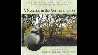 A Morning In The Australian Bush