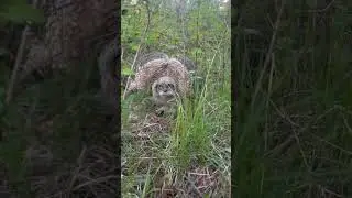 Beautiful little Fledgling I found on our property learning to fly! #owls #fledgling #homesteadlife