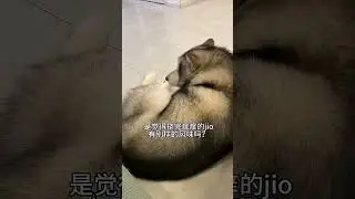 Why Do Dogs Scratch and Sniff Themselves After a Good Itch? #AlaskanMalamute #PuppyConfusion...