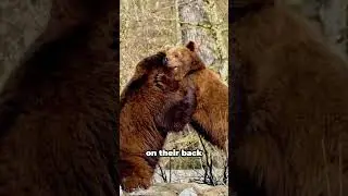 TOP 5 Shocking Bear Facts 🐻😲 #bear   #animals