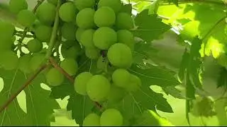🍇 عصير حامض الحصرم مع ميرنا