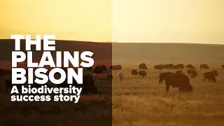 Plains Bison | A Biodiversity Success Story