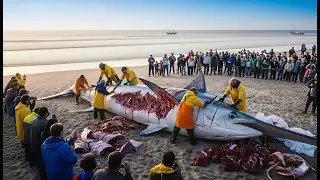 Encountering a 3,500kg Giant Swordfish &mdash; Deep-Sea Longline Fishing Documentary