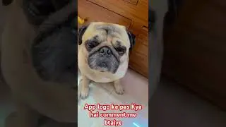 Tell me in, comment #pug #mypug #cutedog #pets #speakpug #adorabledog #like #funny #sweetdog ￼