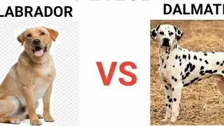 Labrador VS Dalmatian in Hindi -Dog vs Dog -Dog comparison -Dog pedia