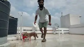summer dog bath