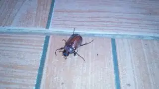The Phyllophaga Wave 🌇🌦️🌈💞