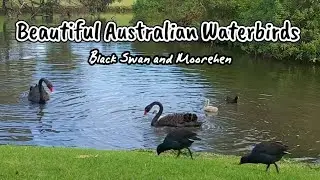 BLACK SWANS & MOOREHENS BIRD
