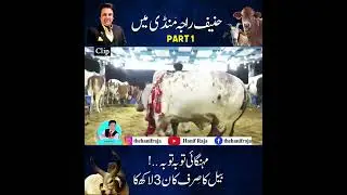 Hanif Raja in cow mandi Karachi