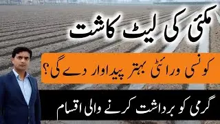 Best maize variety for late sowing | Late sowing of maize crop | Dr. Jamil Shafi | Plant Clinics
