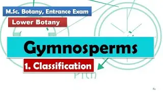 Classification | Gymnosperm