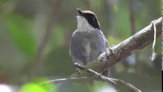 Cuspidor de M&aacute;scara Preta (Conopophaga melanops)