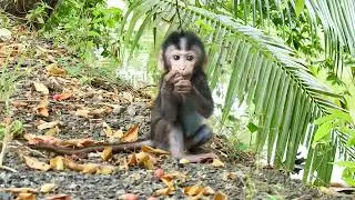Poor little monkey so sad no more milk for him 😍  Newborn Monkey Baby #shorts