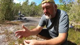 Foraging Florida Sea Purslane For A Salty Treat