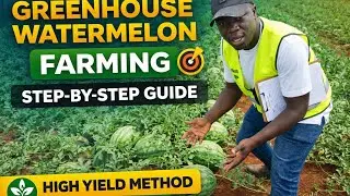 Greenhouse Watermelon Farming Step-by-Step | From Soil Prep to Direct Sowing (High Yields)