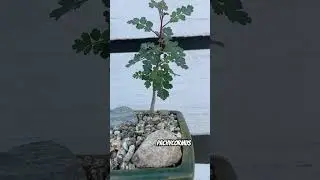 Pachycormus Discolor Arbol Del Elefante Ojo De Agua De Ocampo Mich