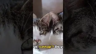 Do You Know How Long Cats Sleep? #shorts #cat🐱
