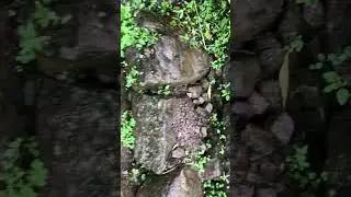 FieldVisit at Yangwarak Panchthar
